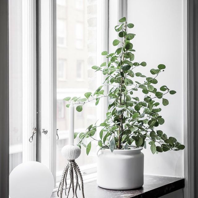 Krukväxt, ljus och prydnadsföremål ståendes på en fönsterbänk i kalksten